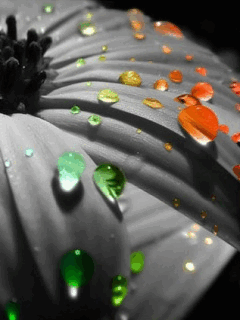 flowers 23.gif